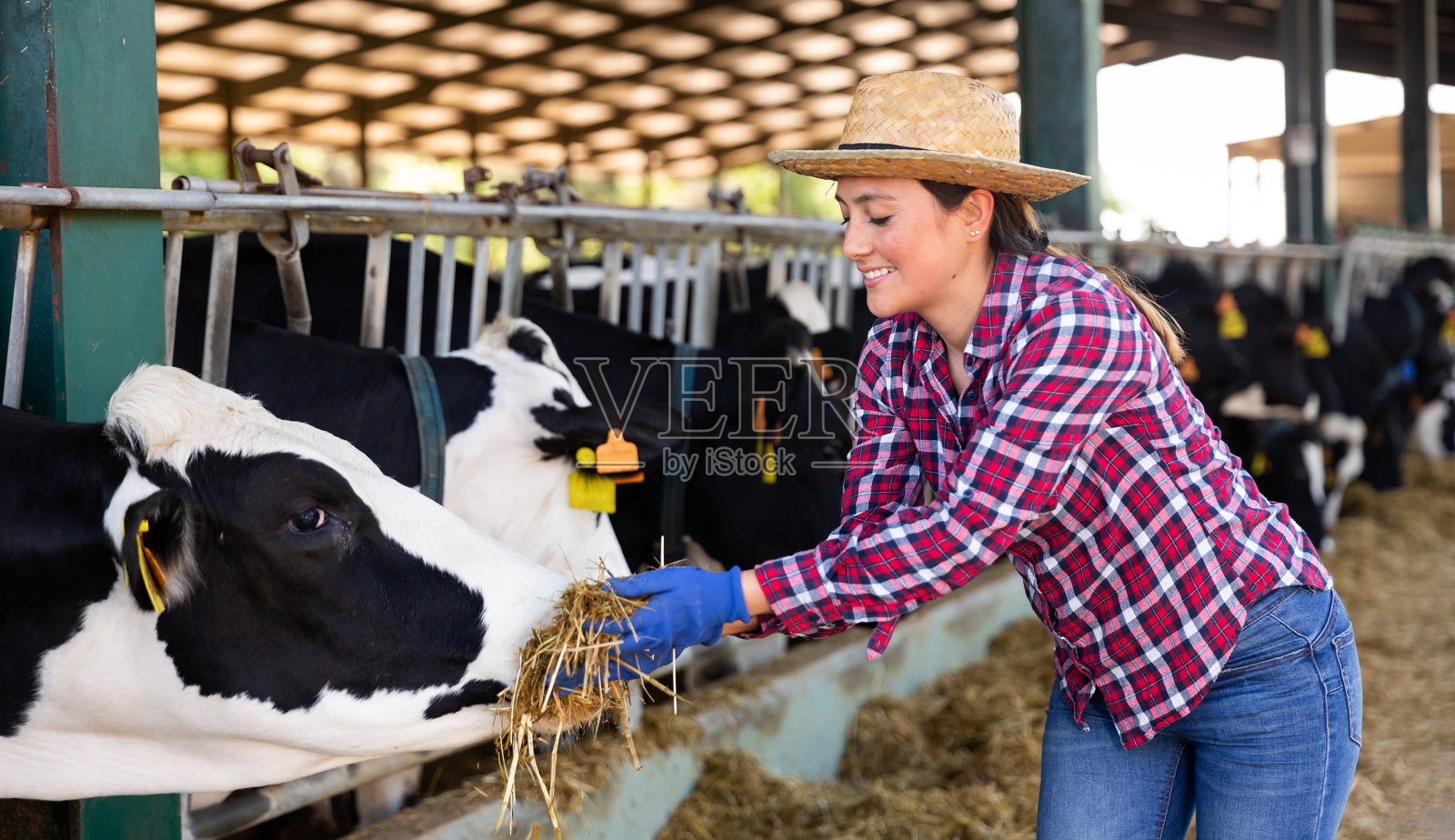 农场里一个积极的年轻女人，用她的手喂牛用青贮饲料照片摄影图片