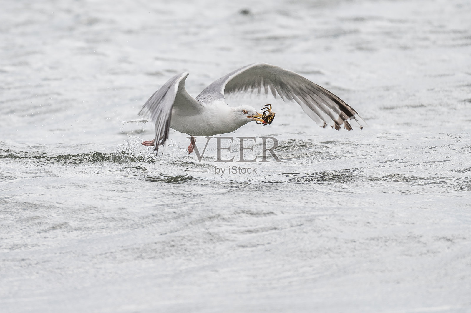 海鸥抓住了一只螃蟹照片摄影图片