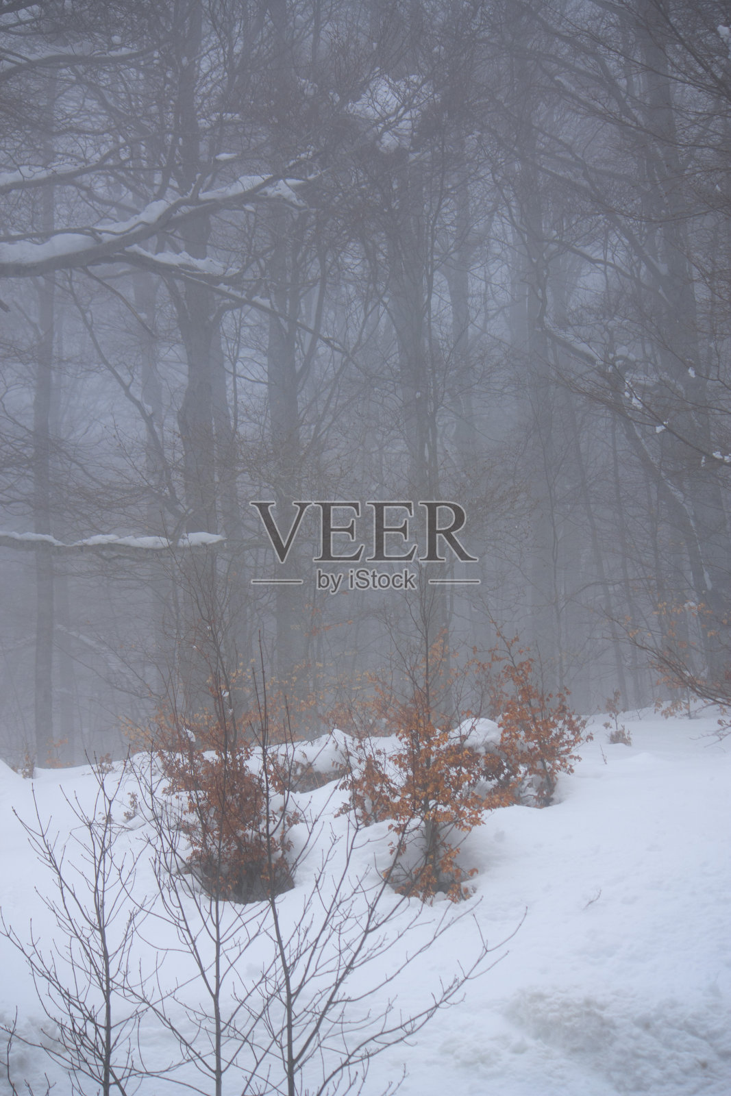 森林里的冬雪照片摄影图片