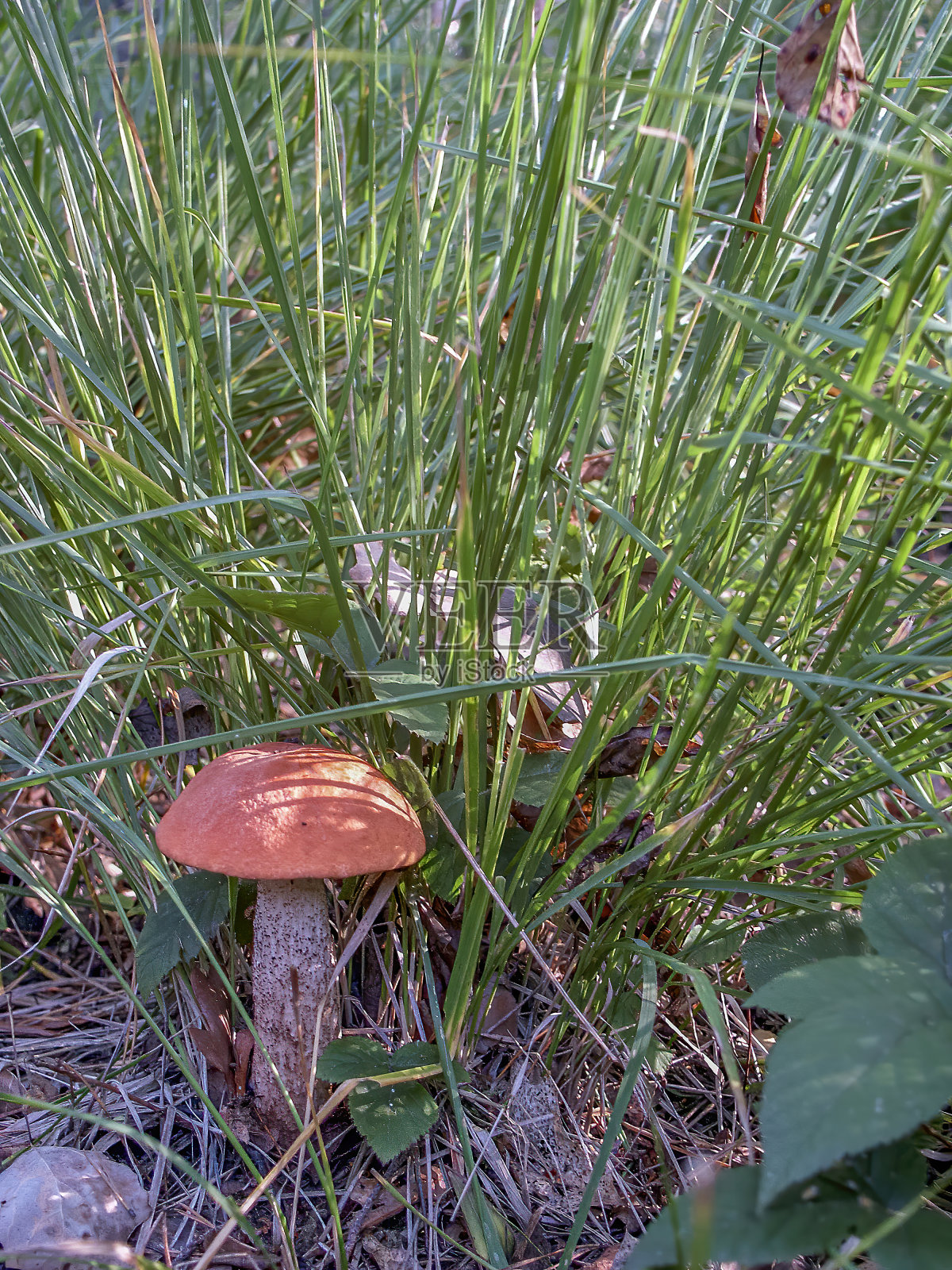 森林里的蘑菇，波兰照片摄影图片
