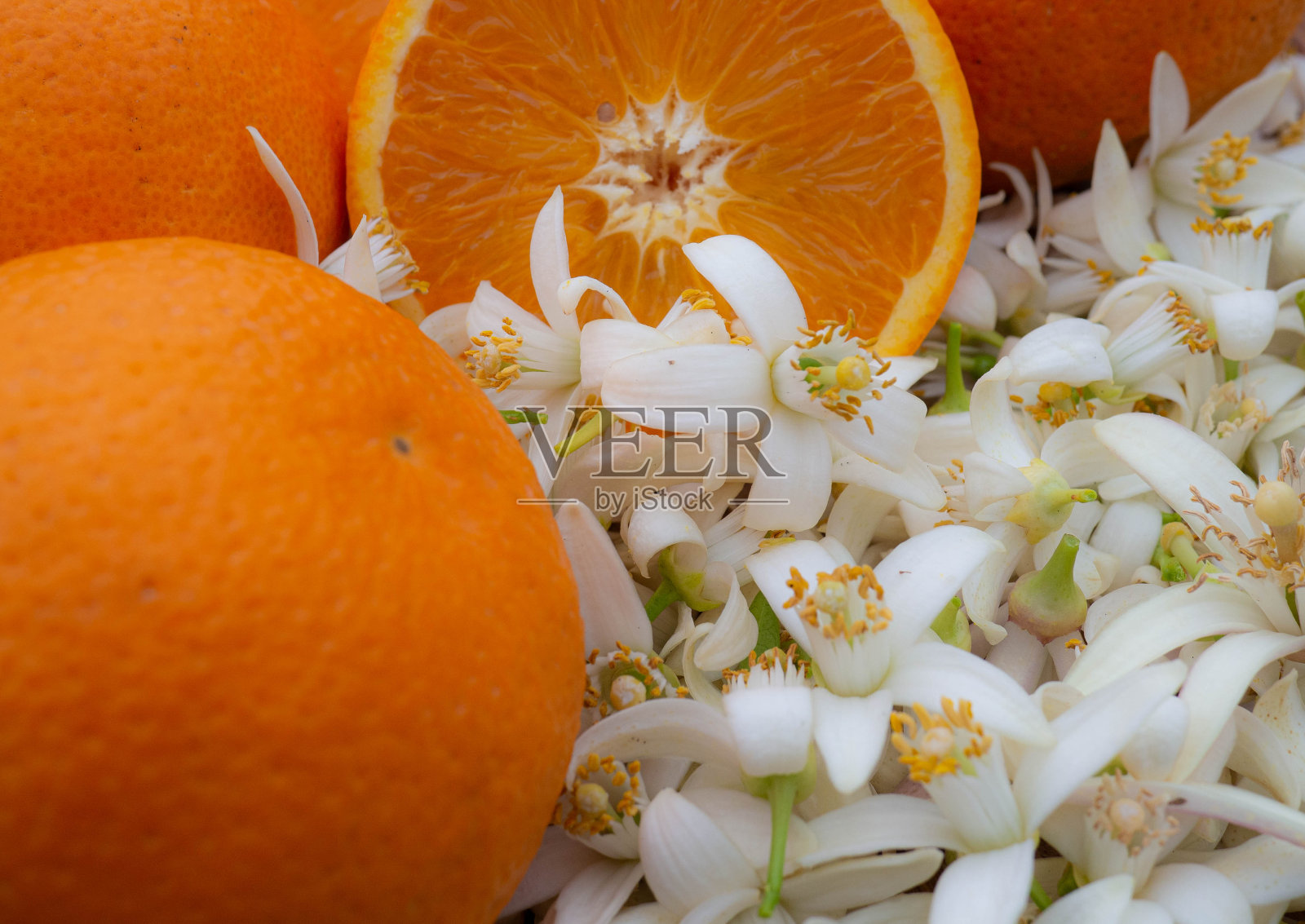 瓦伦西亚橙和橙色花。西班牙。春天收获照片摄影图片