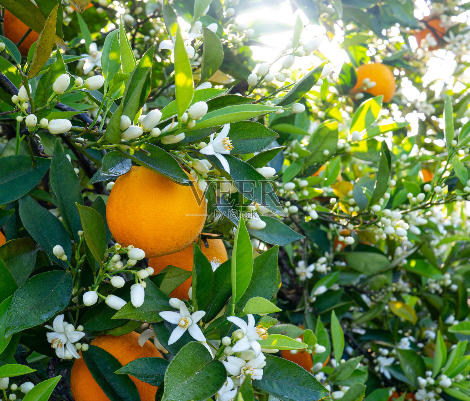 瓦伦西亚橙和橙色花。西班牙。春天收获照片摄影图片