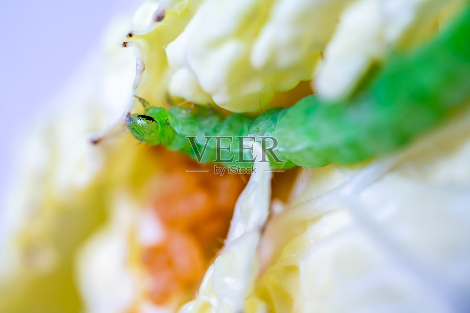 毛毛虫在叶子上。白菜上的青菜毛虫。芸苔属植物拉伯。照片摄影图片