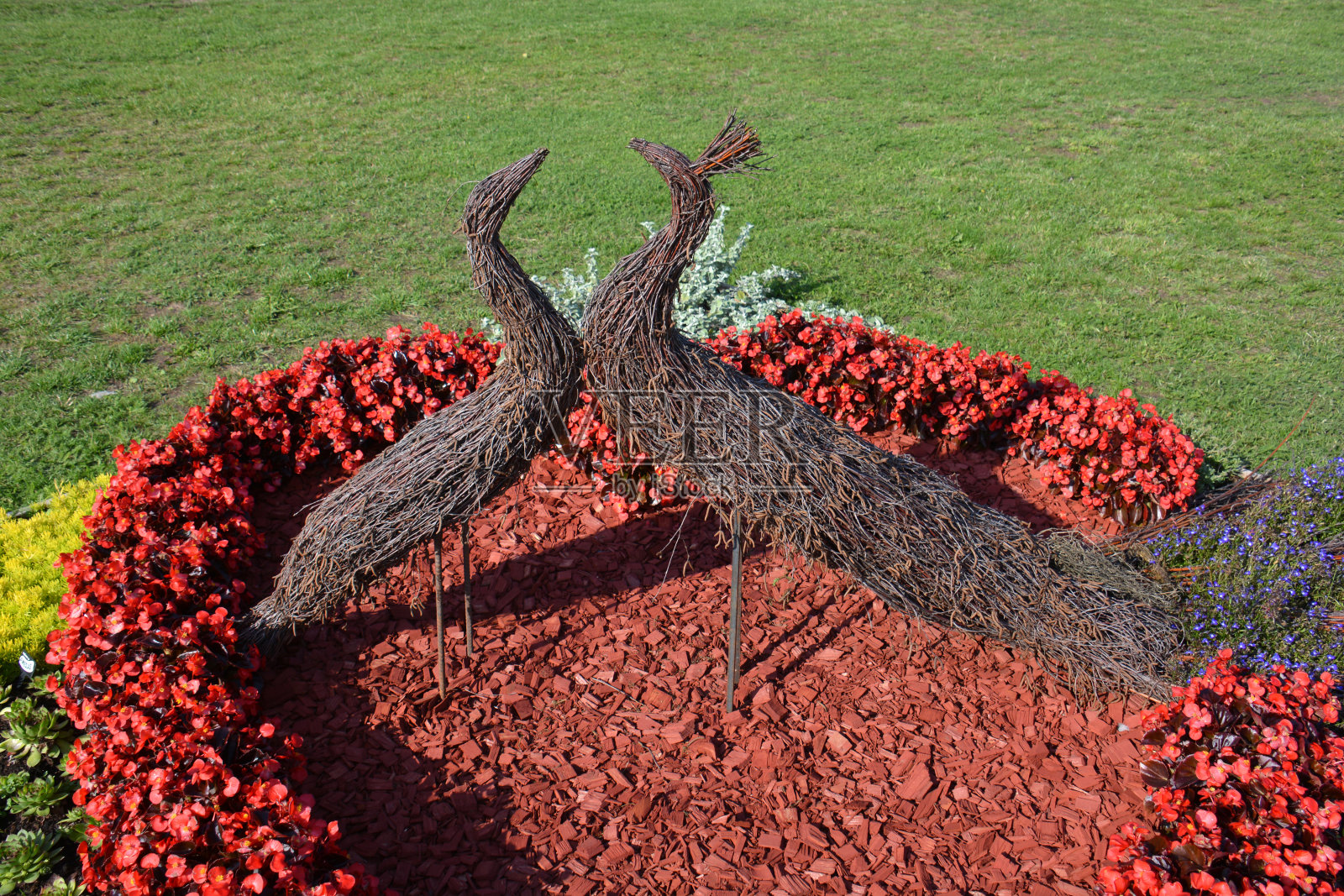 春天开花梅树枝在壶上黑色背景照片摄影图片