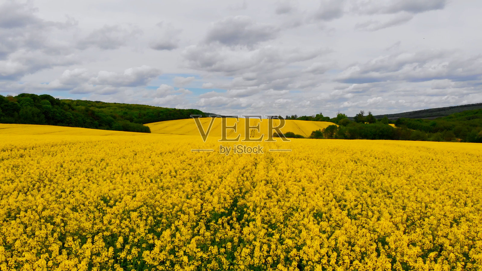 无人机拍摄:无人机在盛开的油菜籽田上空飞行。照片摄影图片