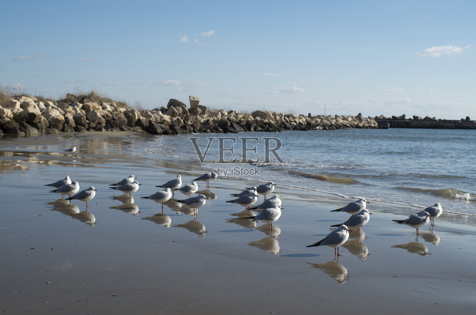 欧洲海滩上有许多小海鸥照片摄影图片