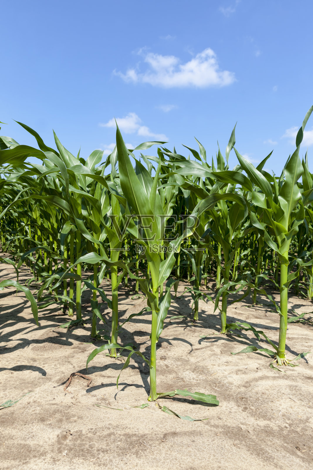 田野里的青绿未成熟的玉米照片摄影图片