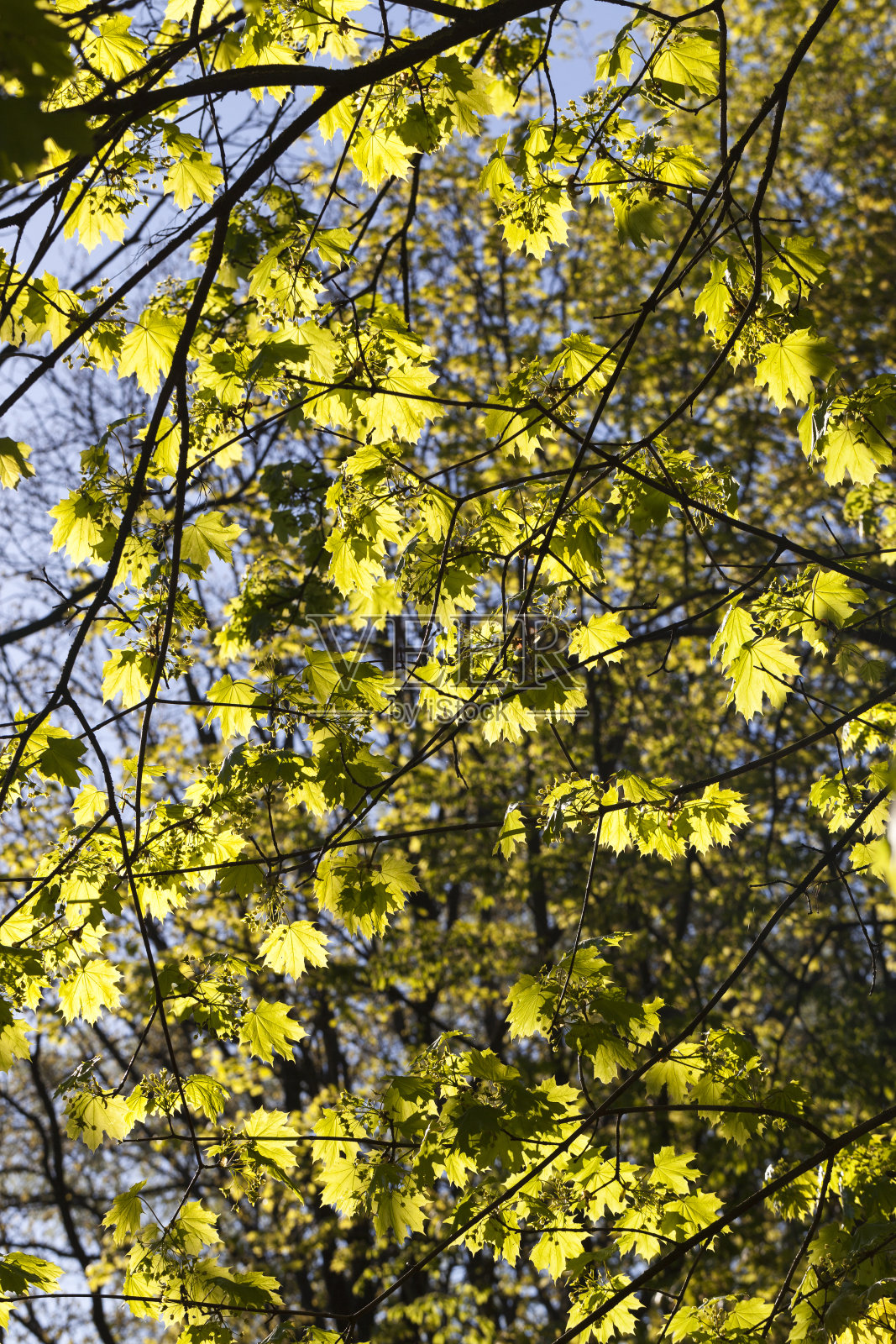 春天嫩绿的枫叶照片摄影图片