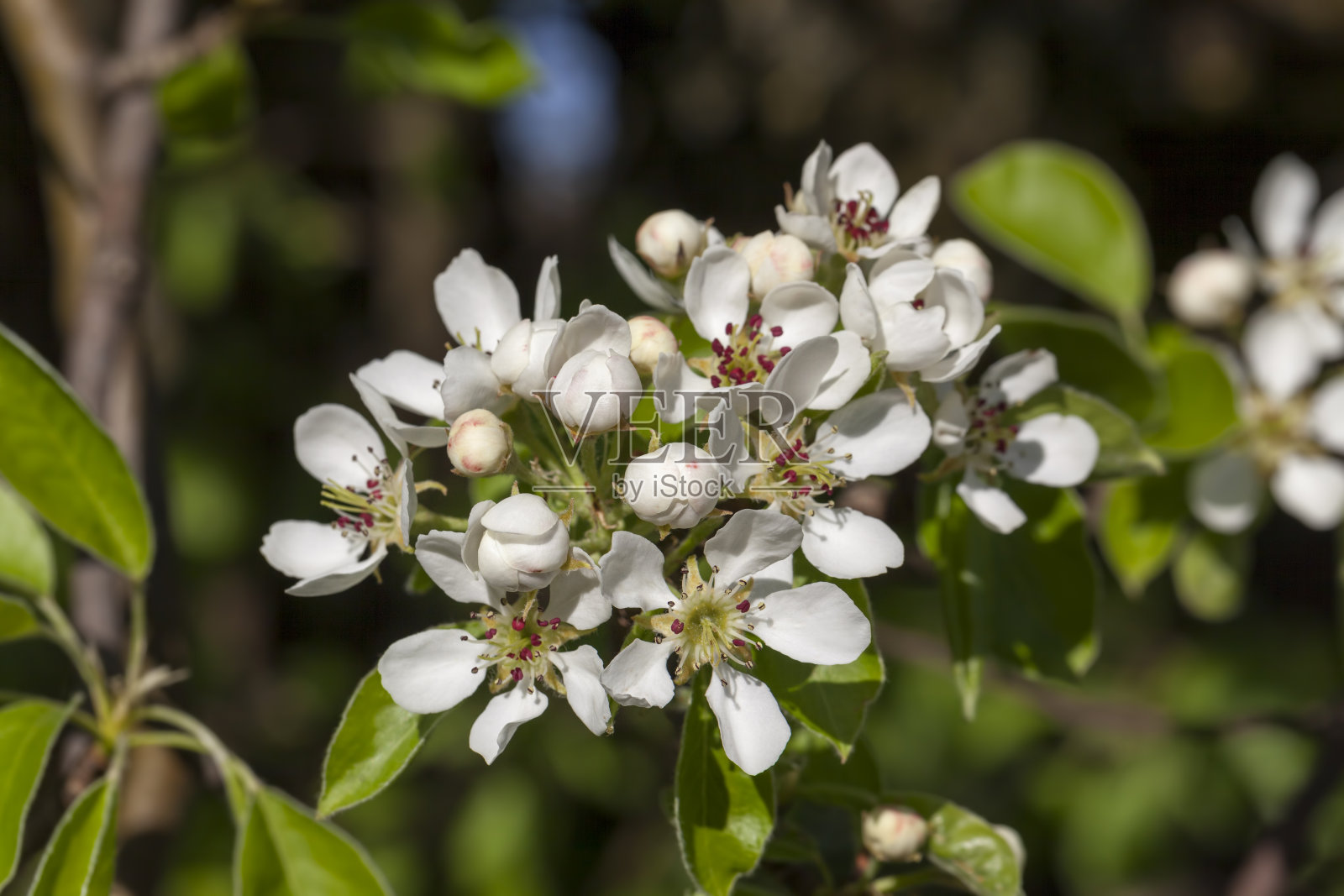 春天开白梨花照片摄影图片