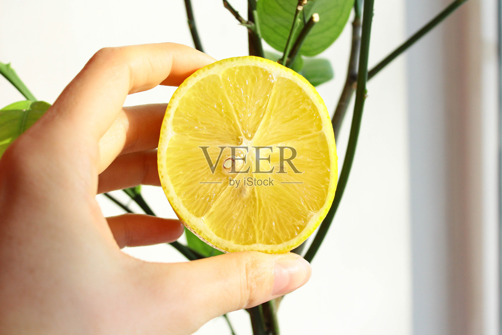 一只人的手拿着半个刚从树上摘下来的柠檬。照片摄影图片