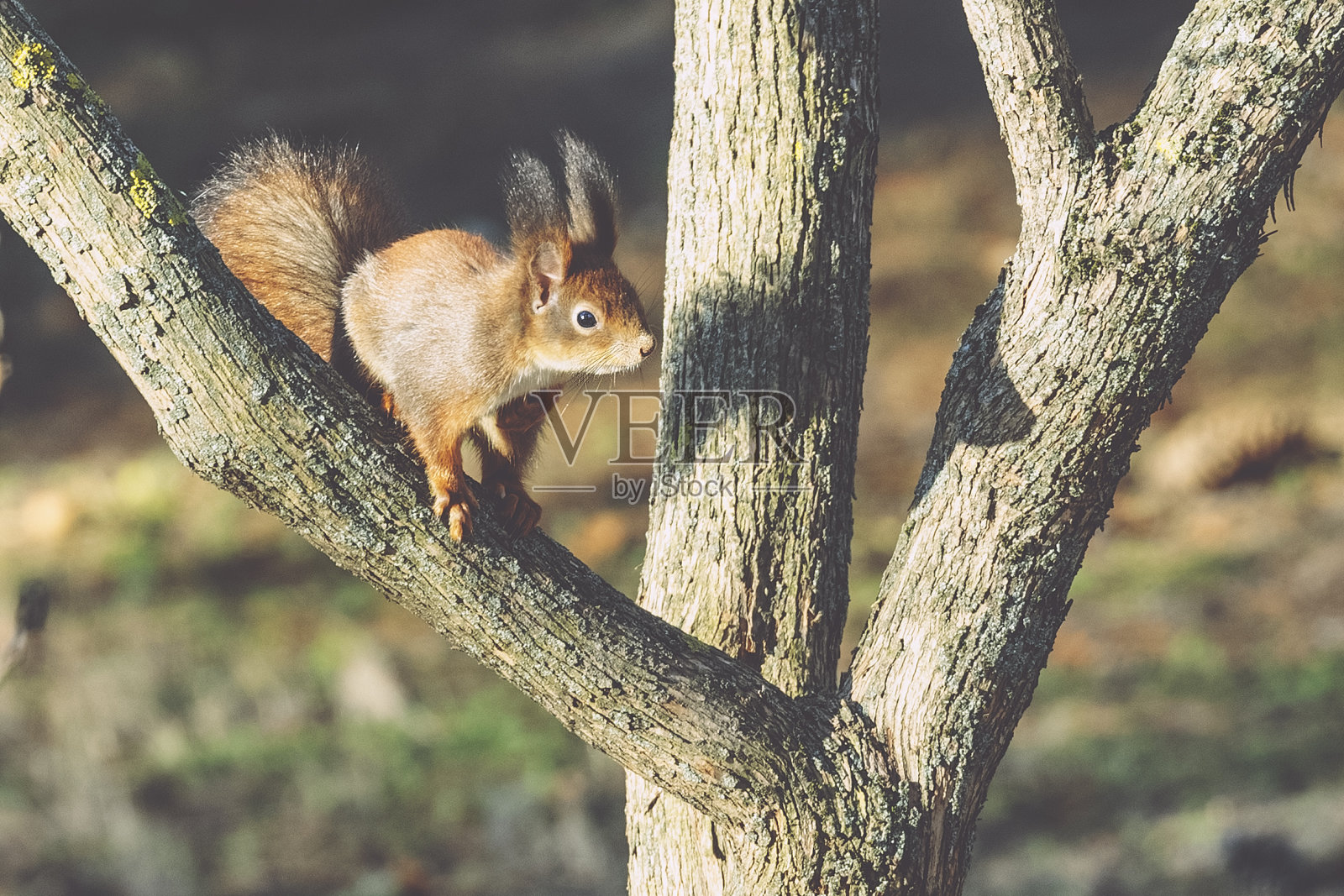 花园里的松鼠照片摄影图片