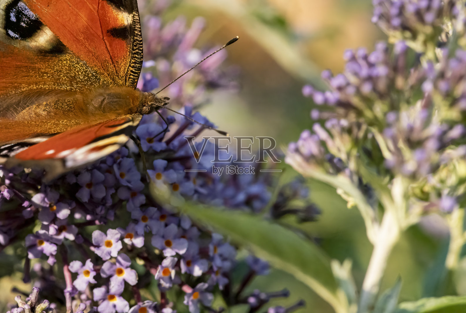 孔雀蝶在醉鱼草花上照片摄影图片