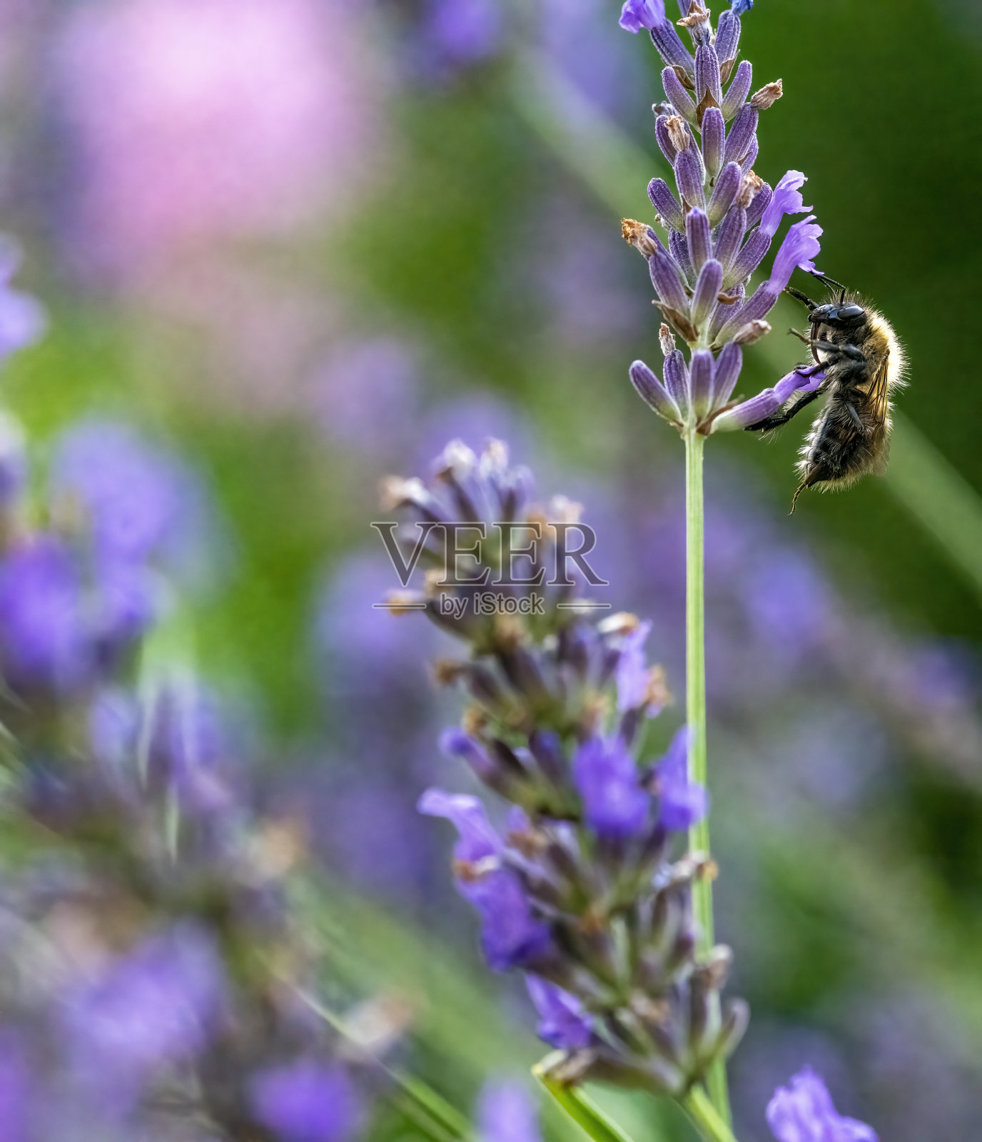 蜜蜂从薰衣草中采集花蜜。照片摄影图片