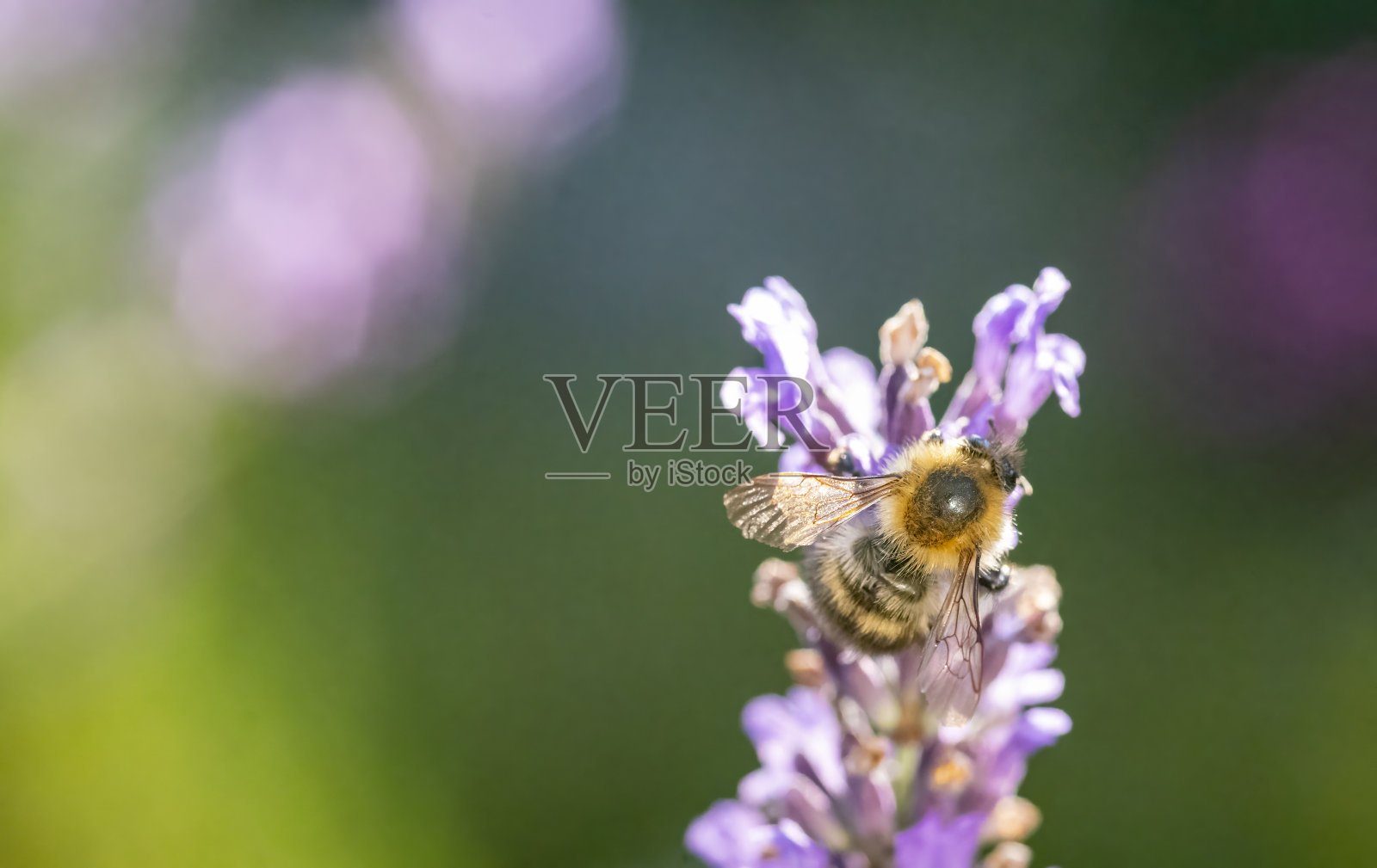 蜜蜂从薰衣草中采集花蜜。照片摄影图片