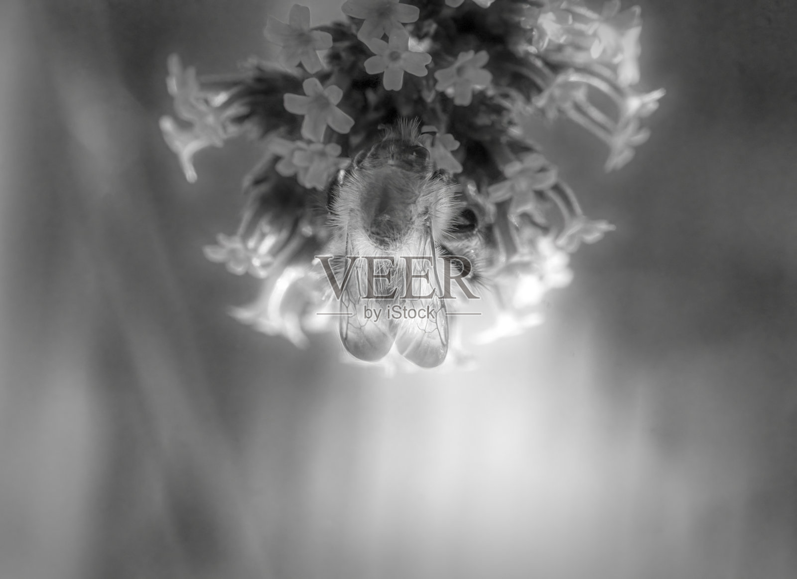 蜜蜂从马鞭草花中采集花蜜。照片摄影图片