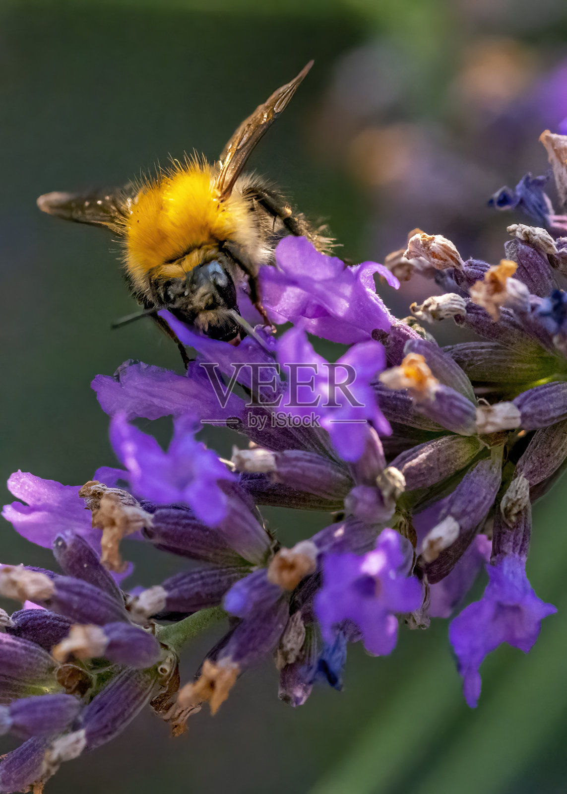 大黄蜂从薰衣草中采集花蜜。照片摄影图片