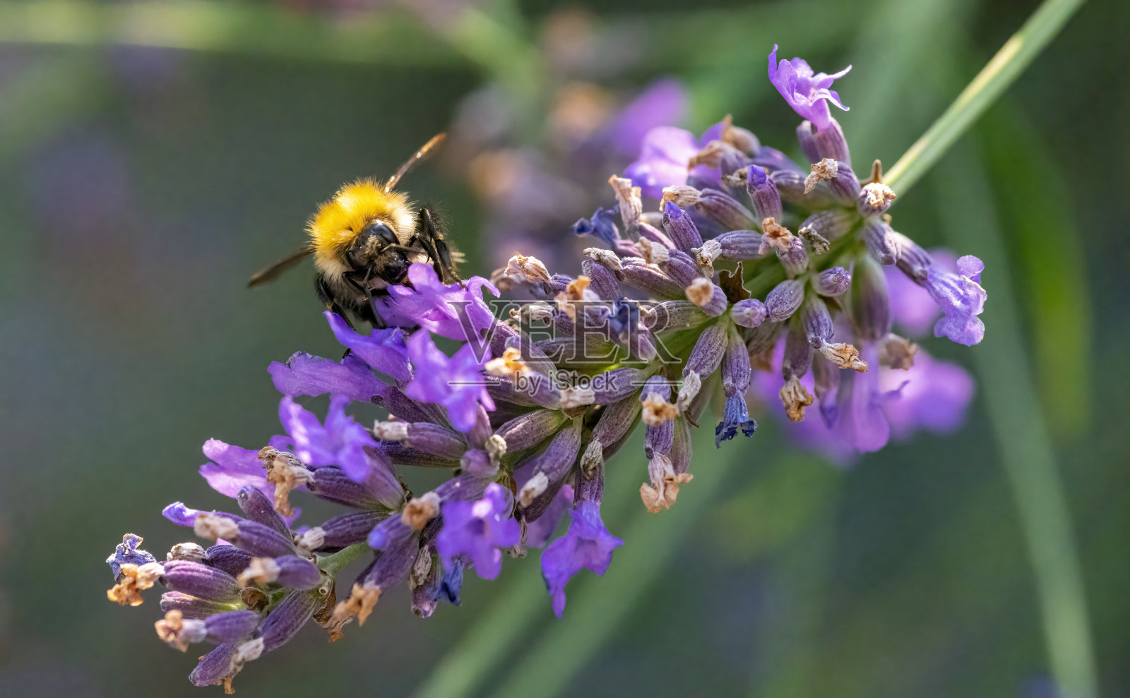 大黄蜂从薰衣草中采集花蜜。照片摄影图片