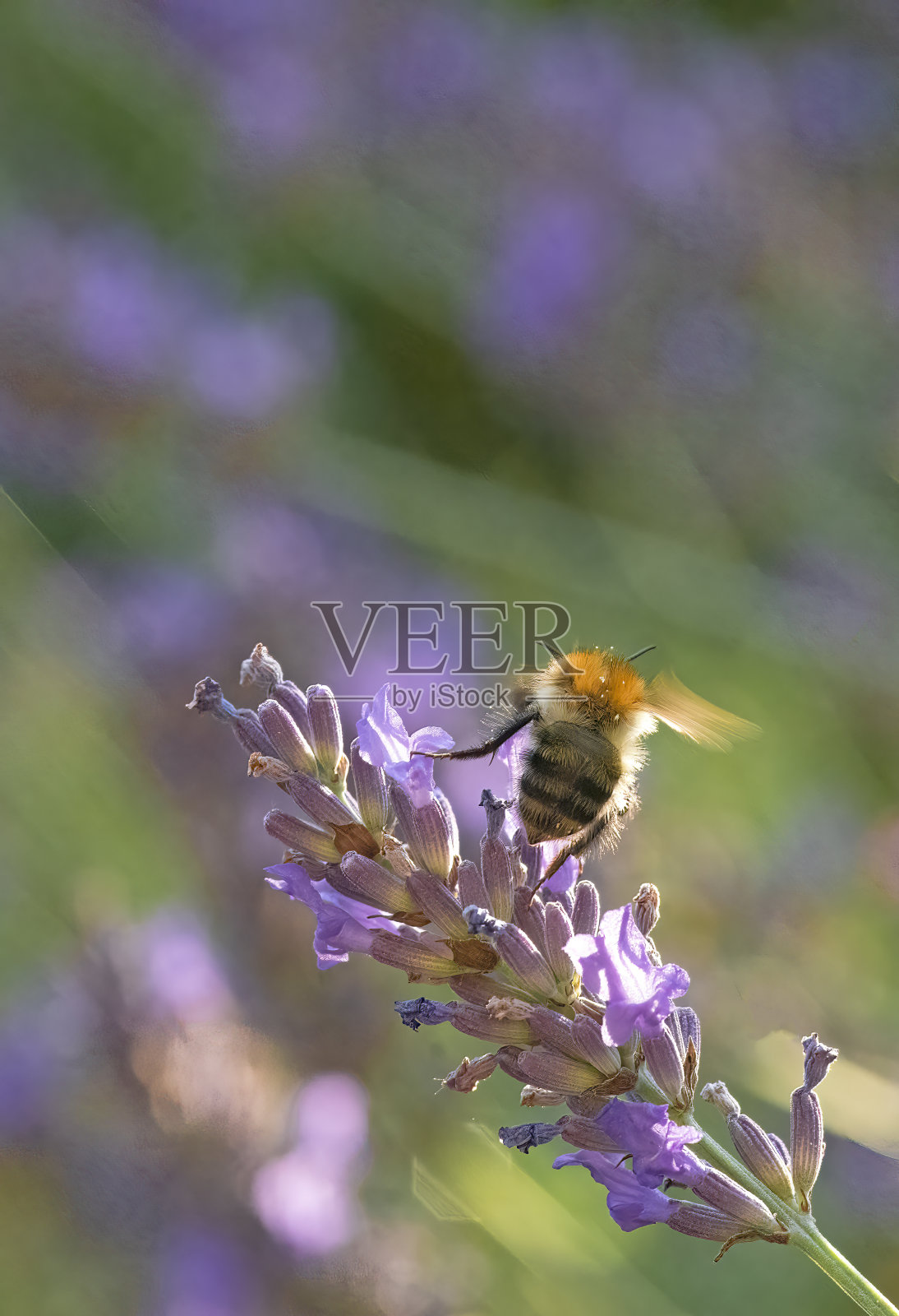蜜蜂从薰衣草中采集花蜜。照片摄影图片