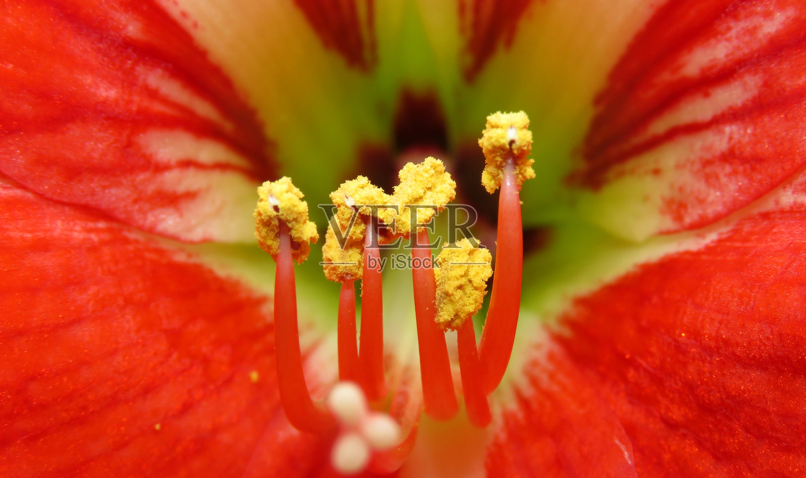 近距离观察红孤挺花的花粉粒。一朵花的花粉粒的细节，红色和黄色的花和花粉的特写。微花粉。照片摄影图片