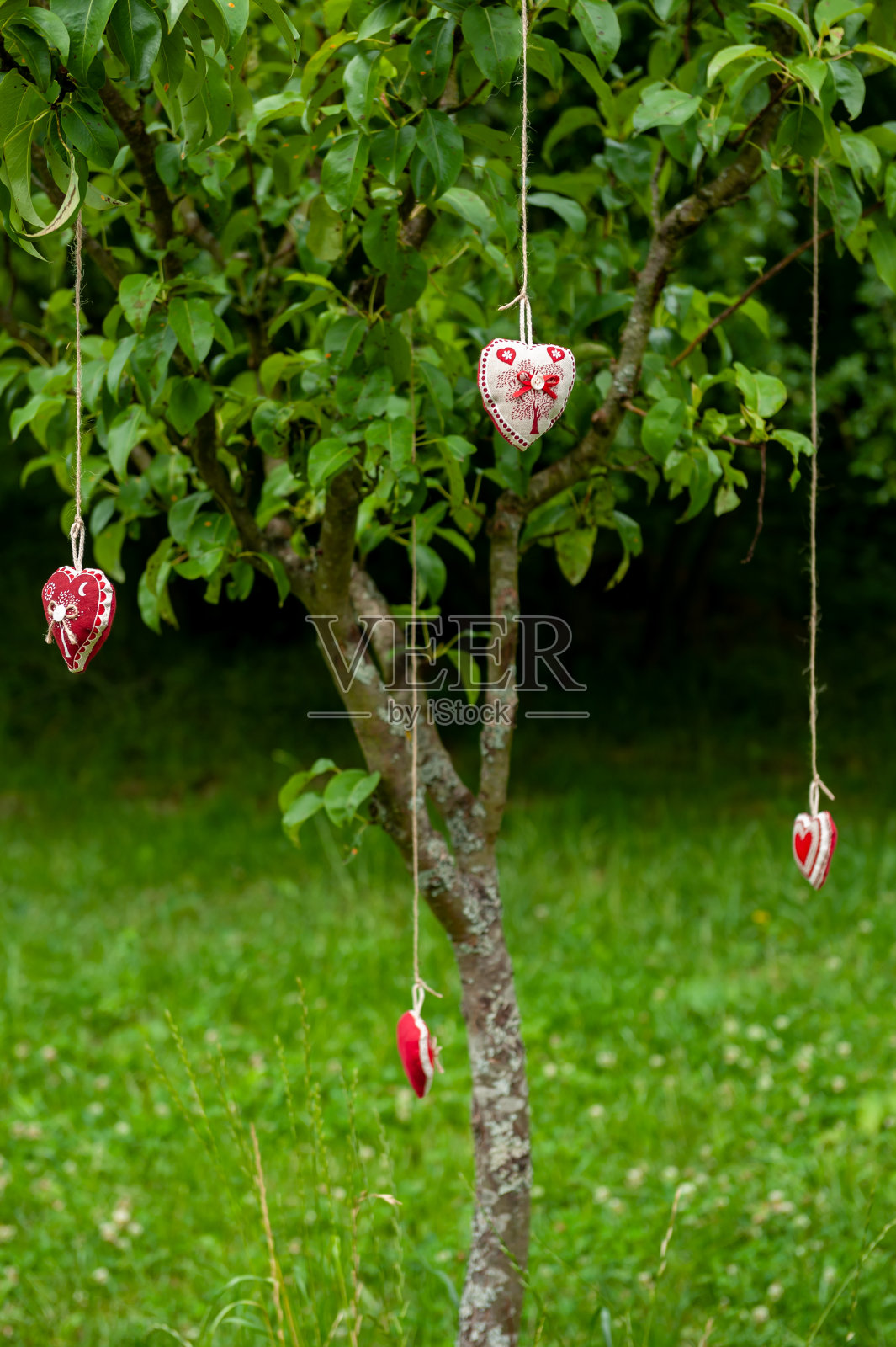 四颗手工制作的棉织品心挂在树的树皮弦上，背景是绿色的草地。晾衣绳上挂着一颗红布心。夏季婚礼的主题。大自然中的爱和情人节。照片摄影图片