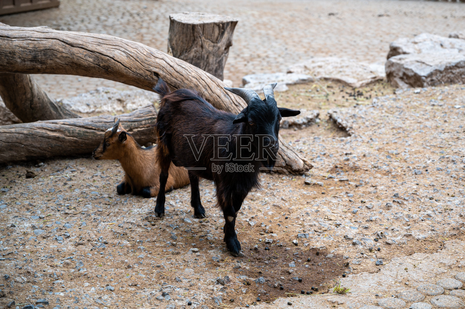 一张山羊在农场里的照片照片摄影图片
