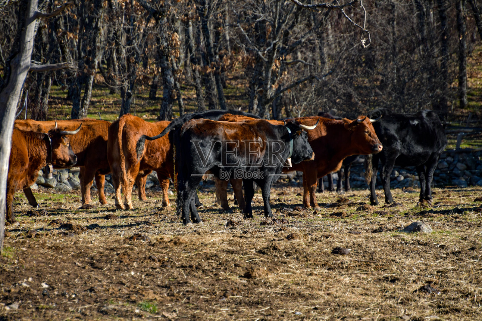 广阔的牲畜景观和松散的小牛在一个有树木的自然区域。照片摄影图片