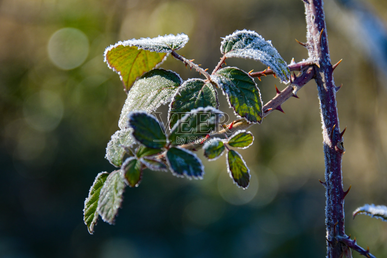 荆棘的绿叶被晨露冻住了。照片摄影图片