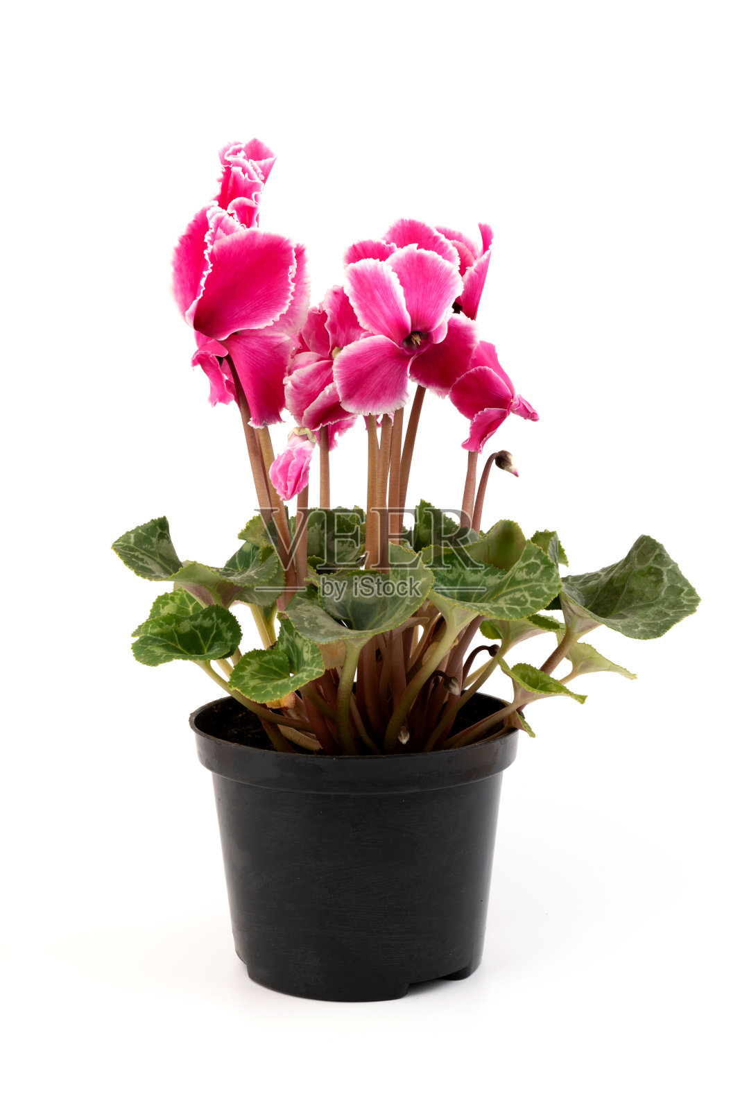 仙客来，常青藤叶仙客来，与粉红色的花，孤立在白色的背景照片摄影图片