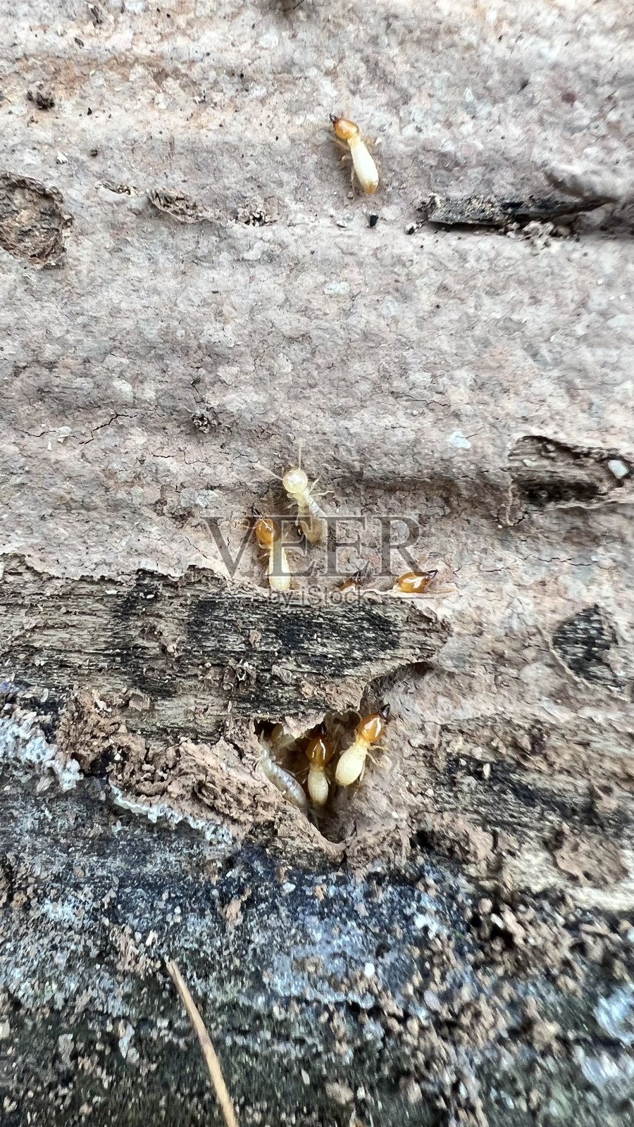 白蚁在木照片摄影图片