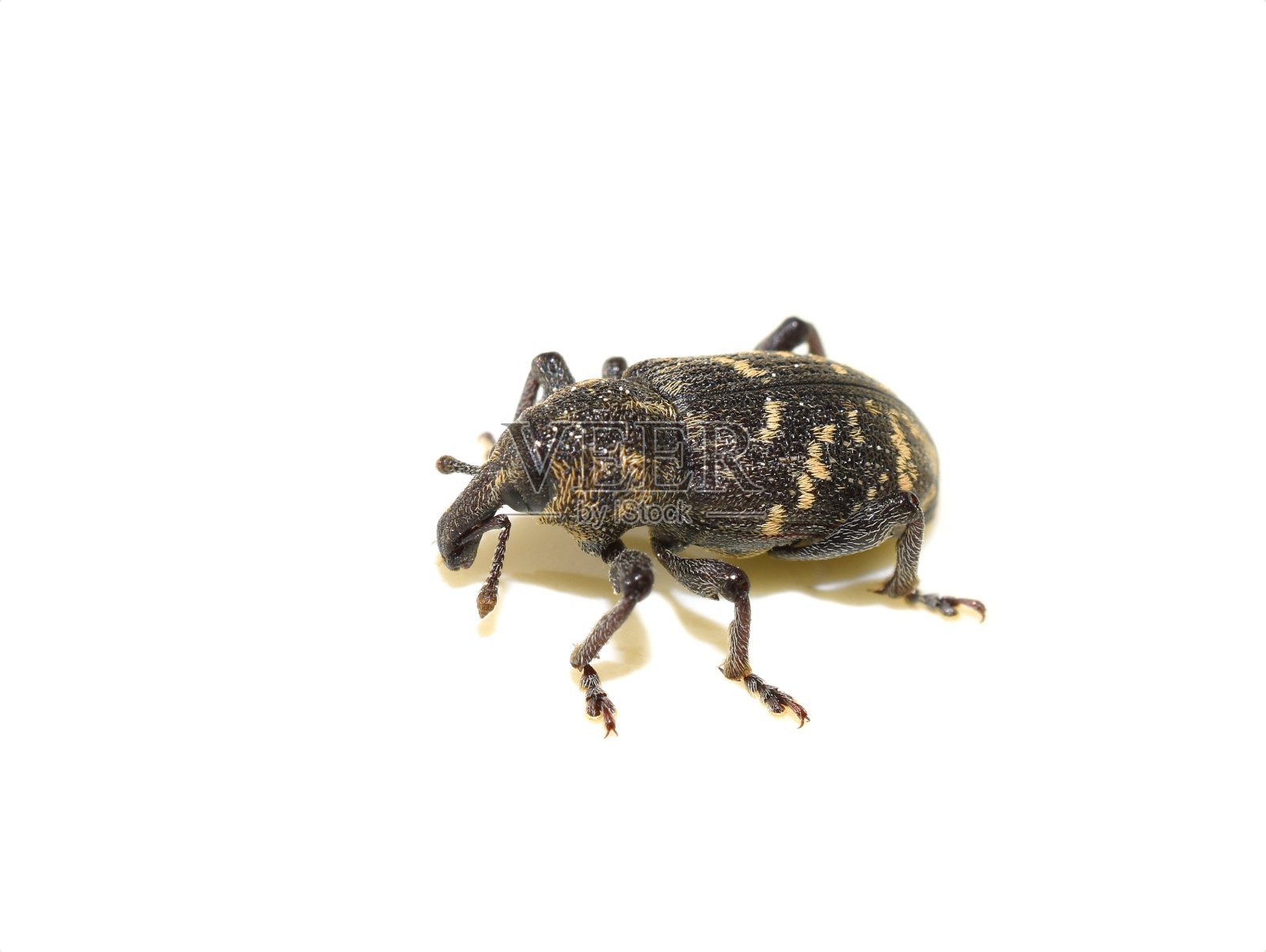 松象鼻虫 Hylobius abietis照片摄影图片