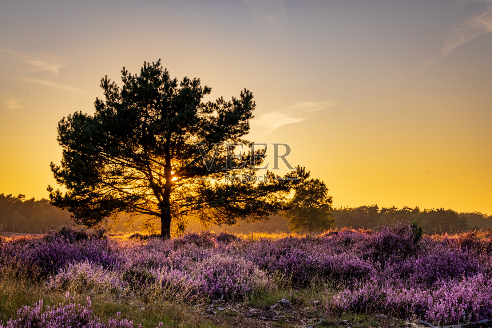 荷兰自然公园里盛开的石南照片摄影图片