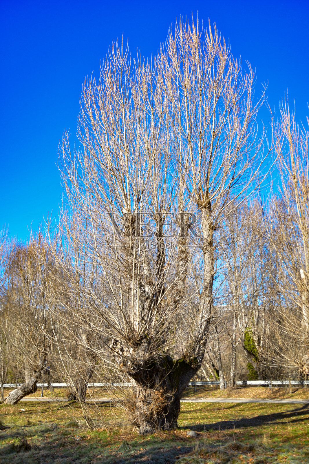 秋日的景观，枝繁叶茂的橡树。照片摄影图片