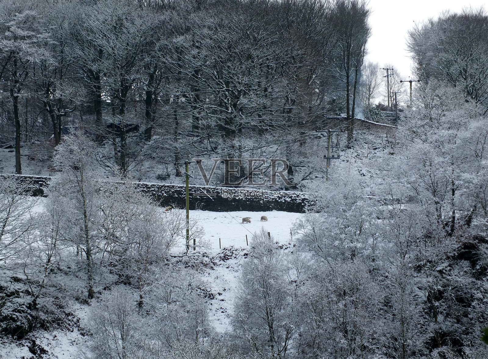 冰雪覆盖的林地和淡蓝色天空的田野的冬季景象照片摄影图片