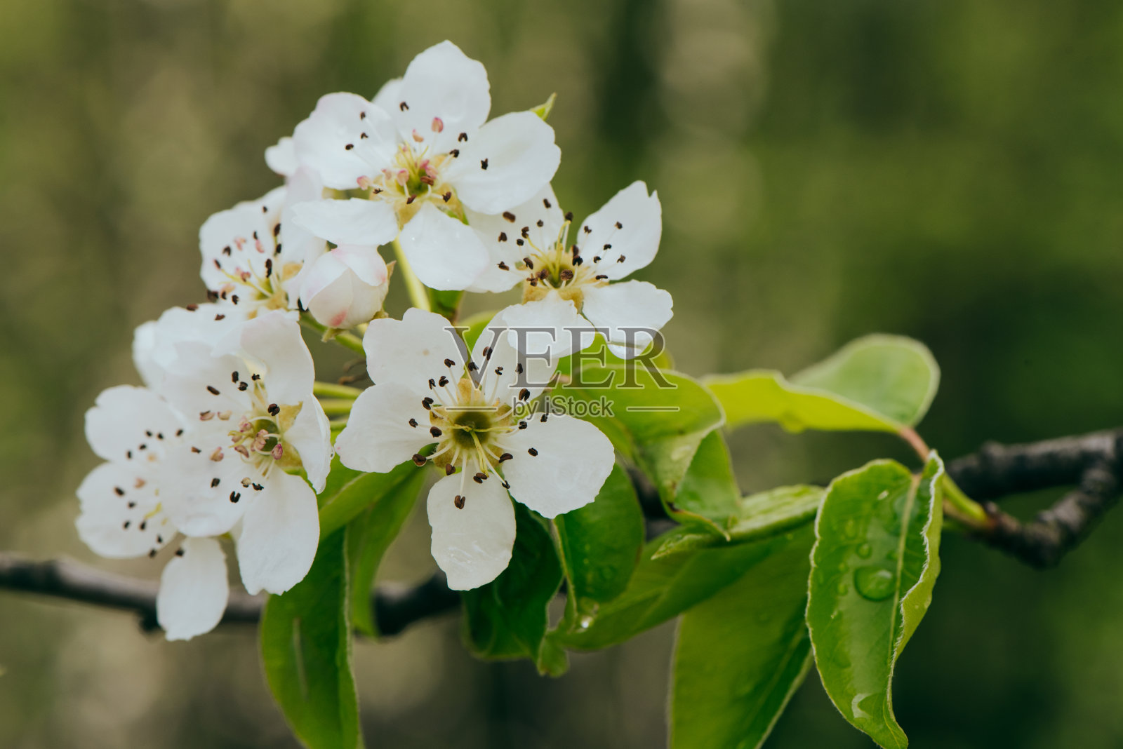梨在早春开花照片摄影图片