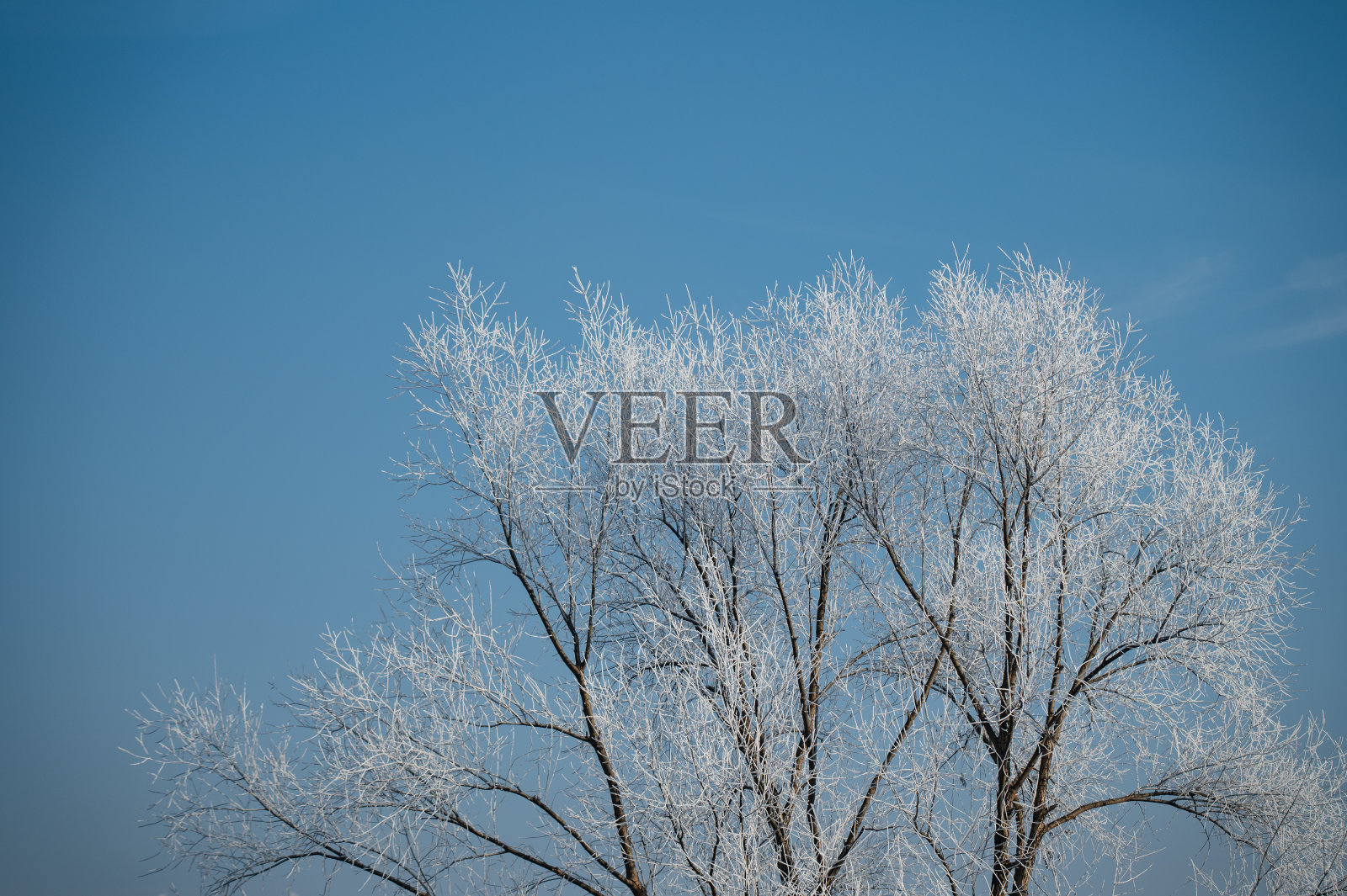 福尔岑树照片摄影图片