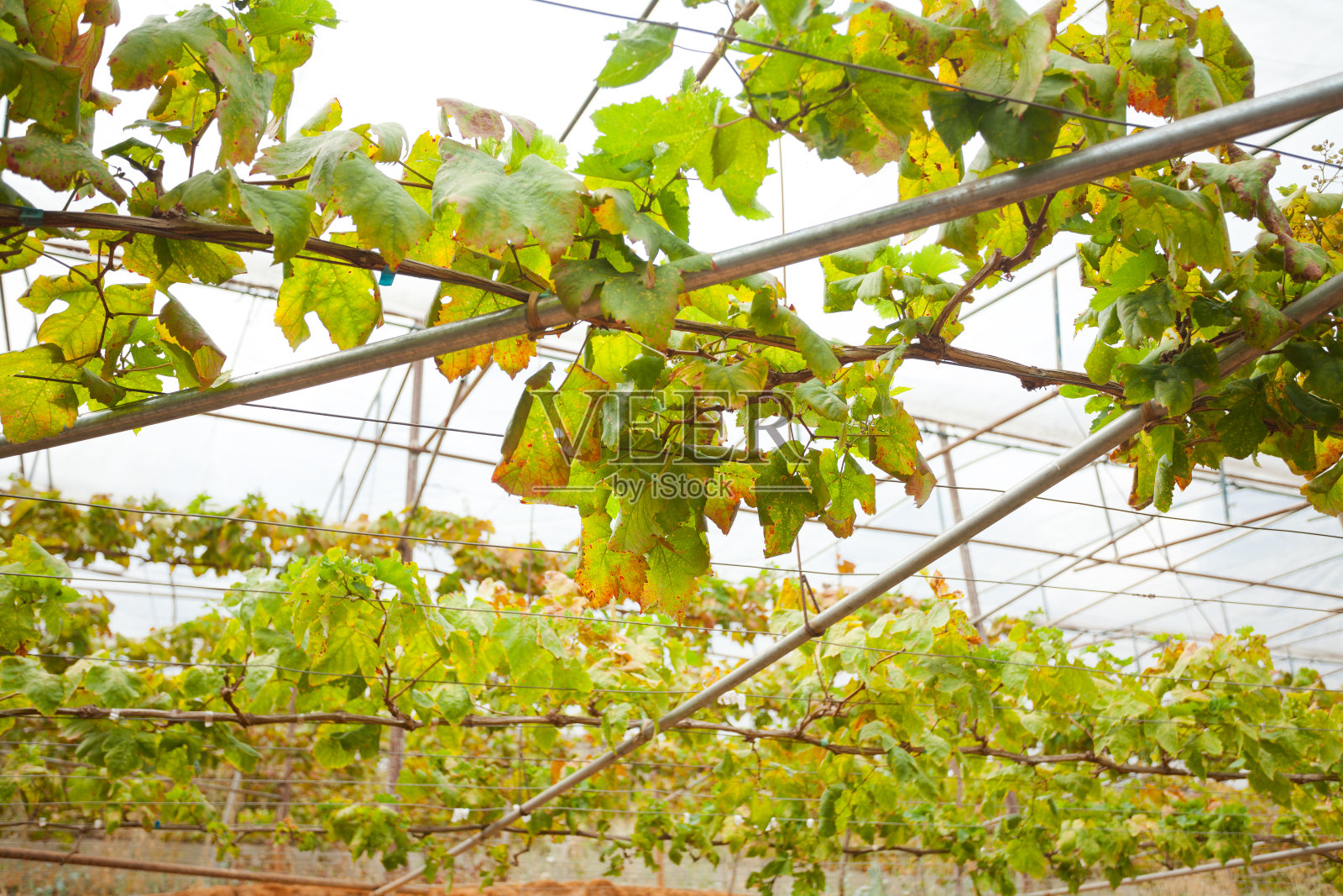 在清迈省温室中的藤本植物照片摄影图片