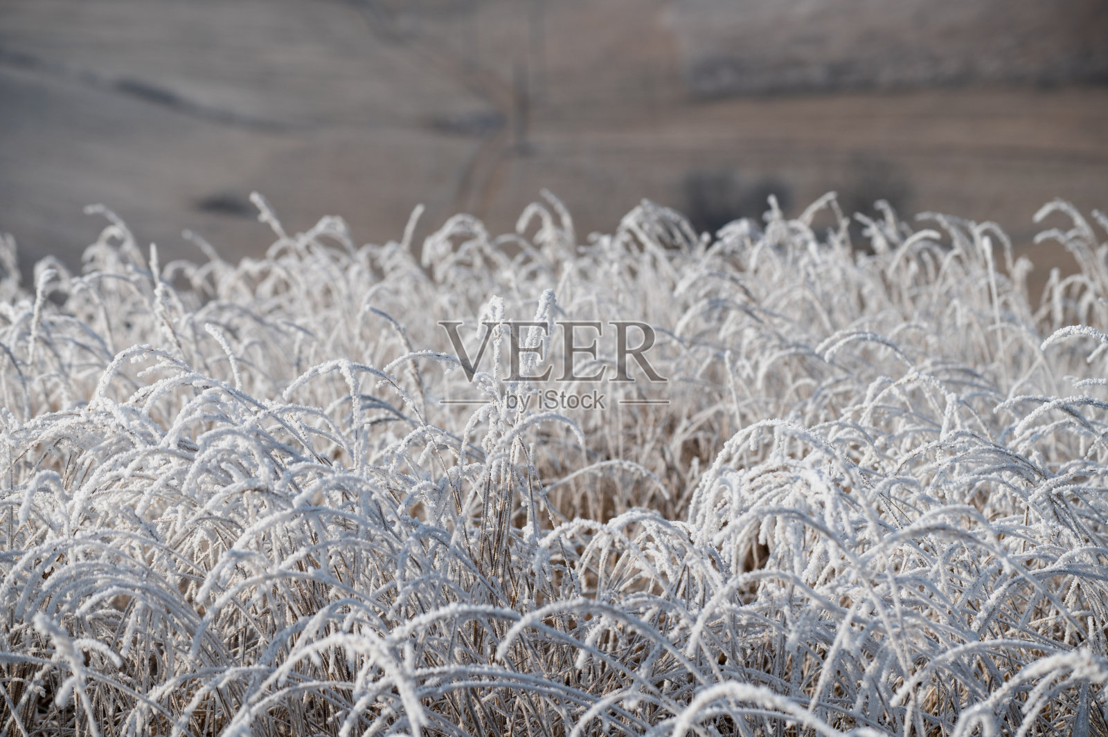 摘要冷冻草照片摄影图片