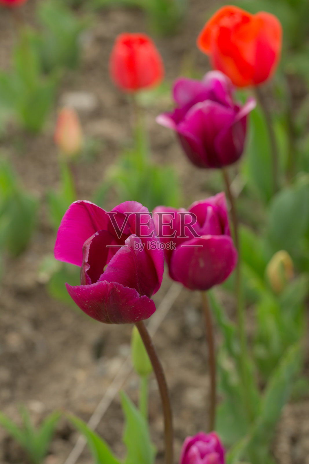 春天有紫色和橙色的郁金香照片摄影图片