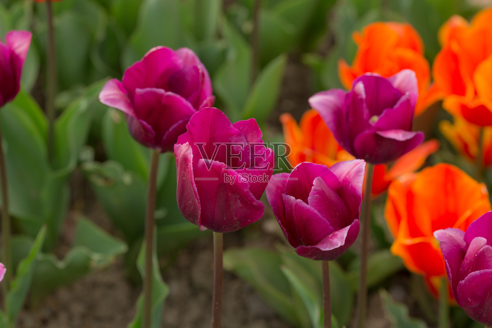 紫色和橙色的郁金香照片摄影图片