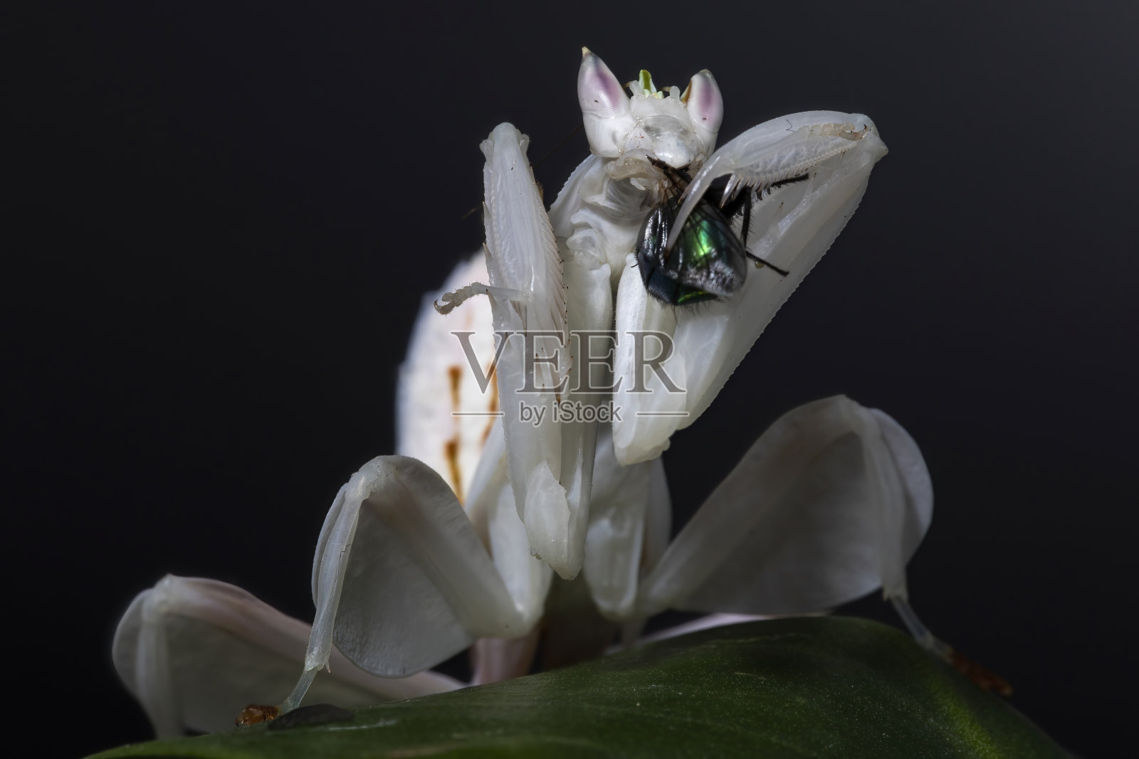 近距离的一个女性兰花祈祷螳螂吃。照片摄影图片