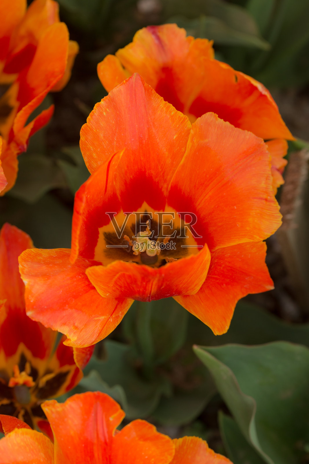 橙色郁金香特写镜头照片摄影图片