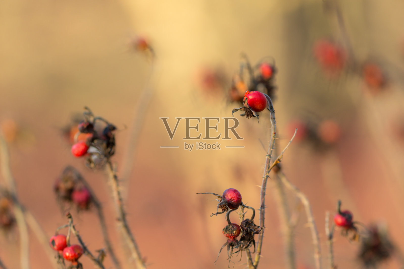 玫瑰果分支照片摄影图片