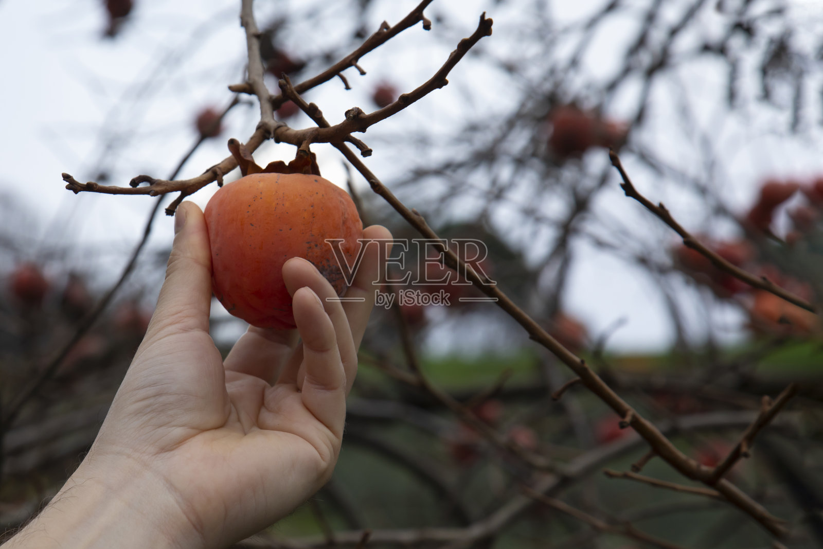一个人的手从树上摘下一个柿子照片摄影图片