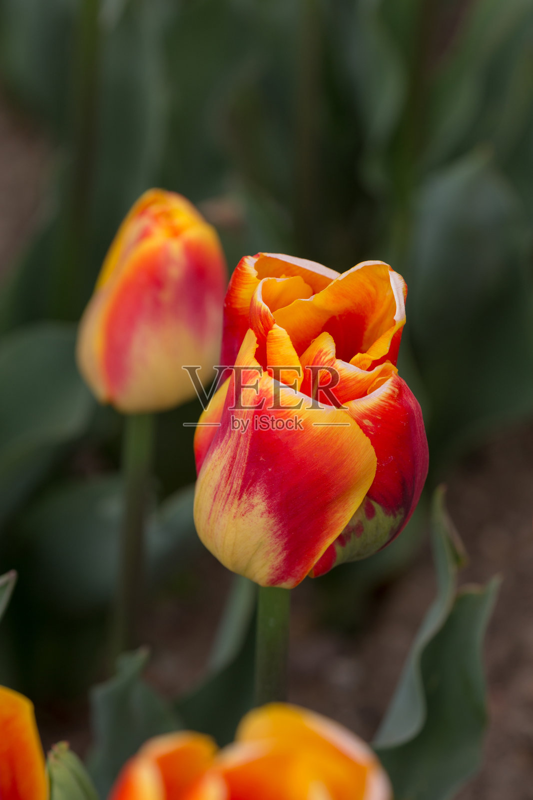 春天花园里的橙色郁金香照片摄影图片