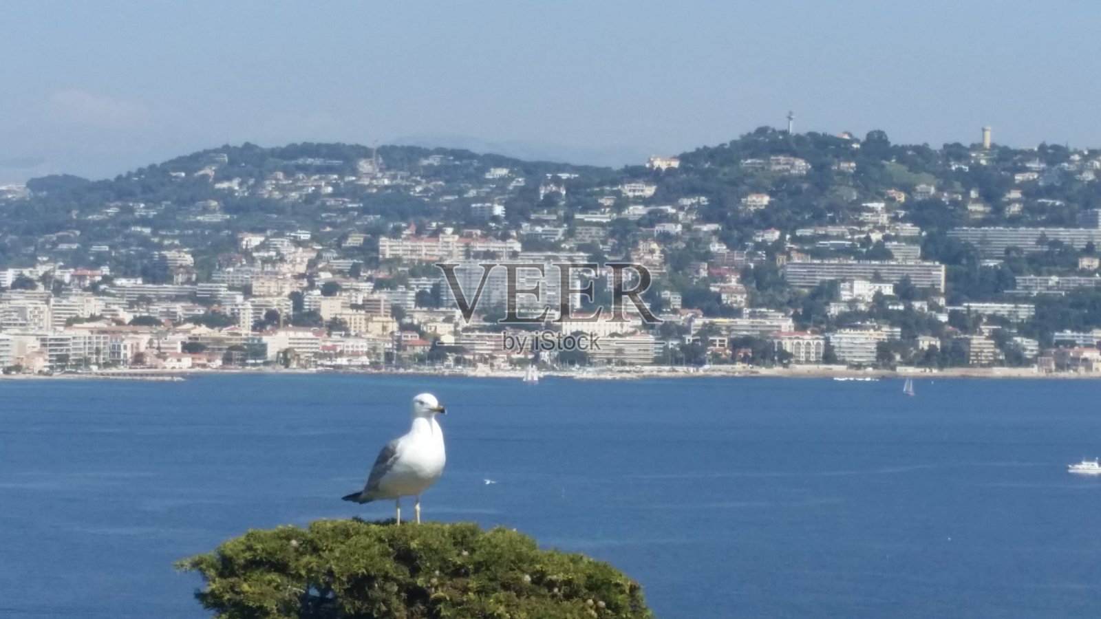 法国里维埃拉的海鸥，背景是戛纳市照片摄影图片