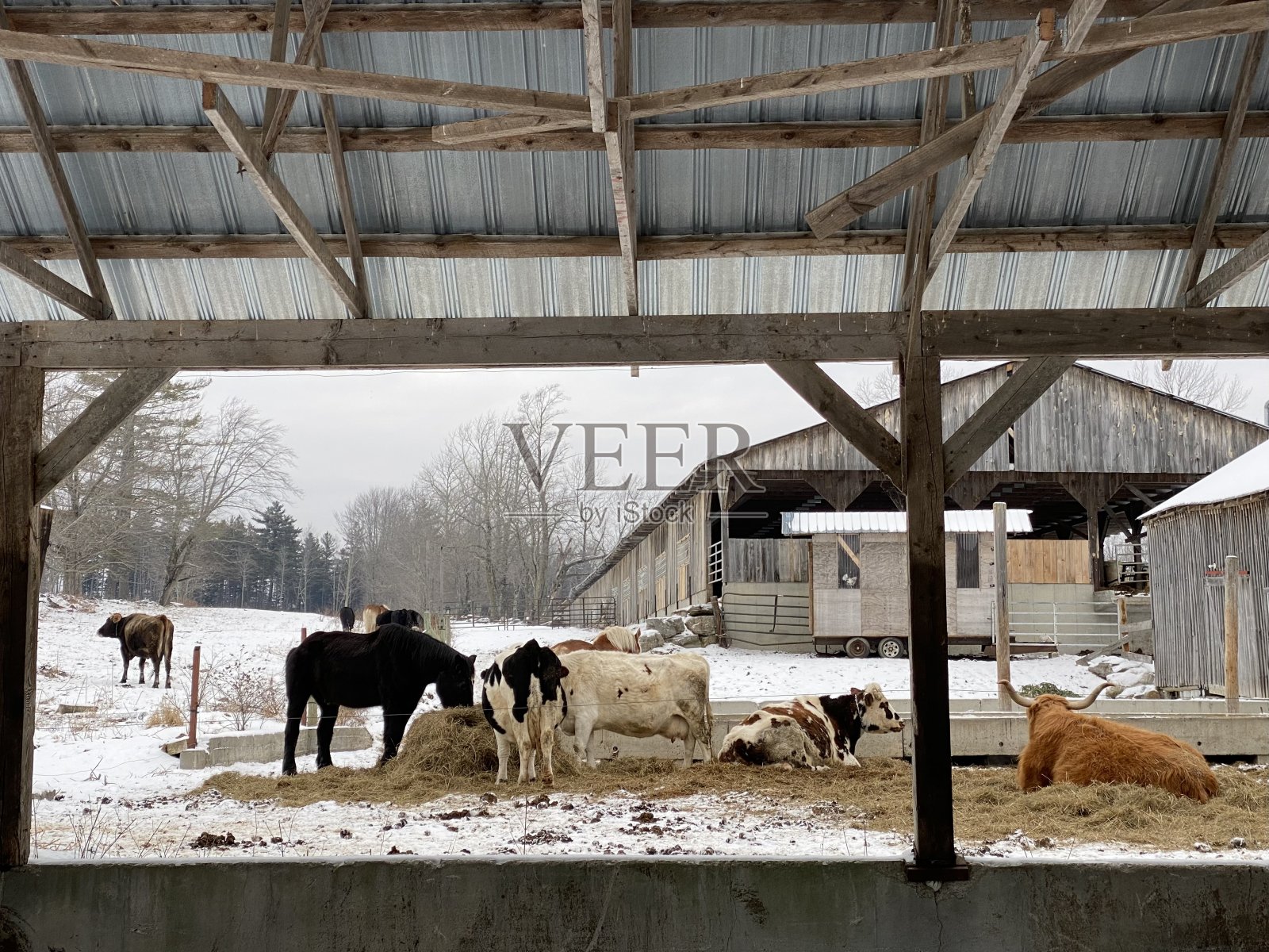 牛马休息室照片摄影图片