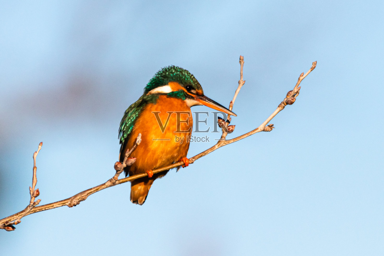 一只翠鸟栖息在树枝上照片摄影图片