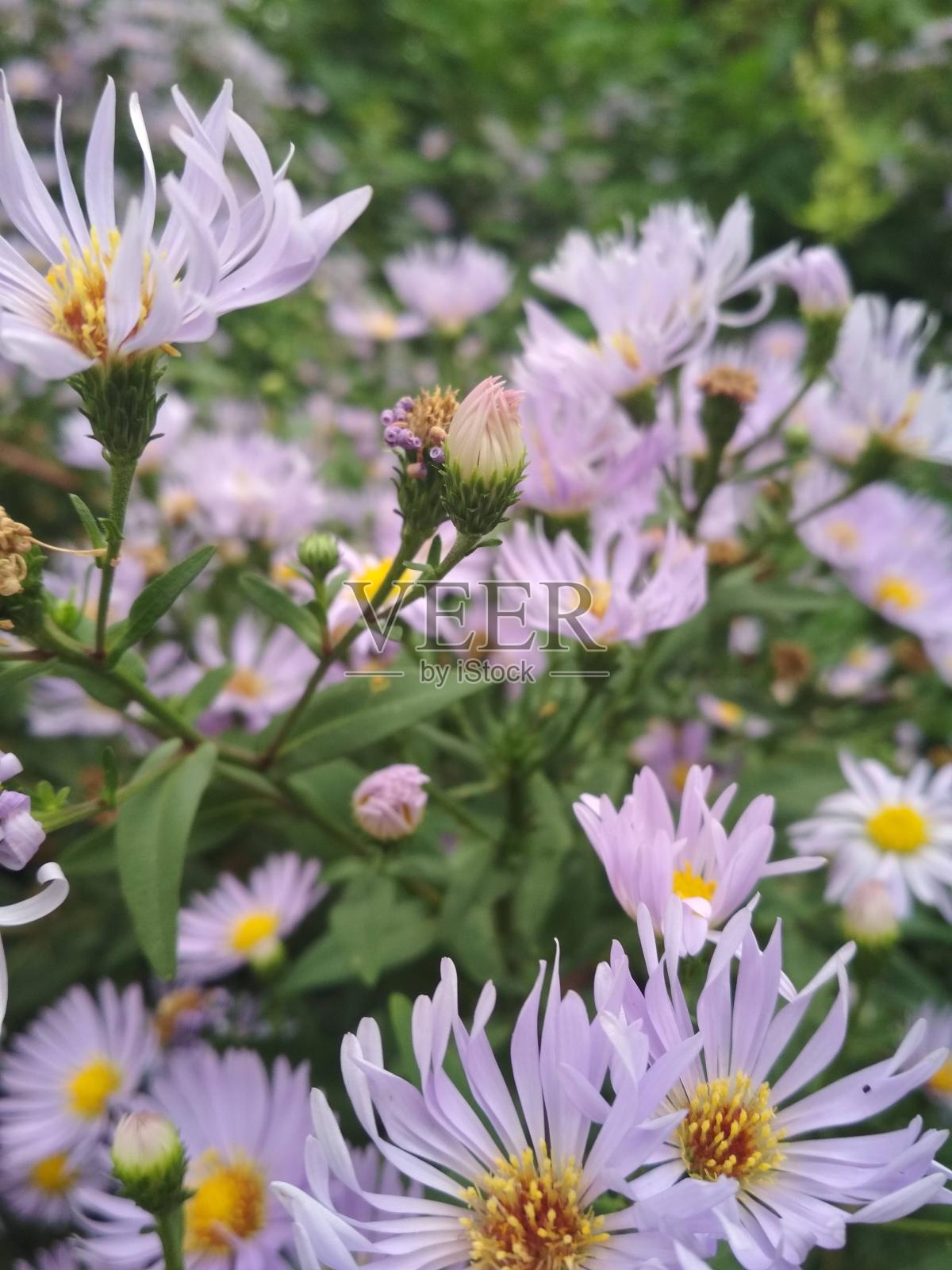 花园里开着丁香花，娇嫩娇嫩照片摄影图片