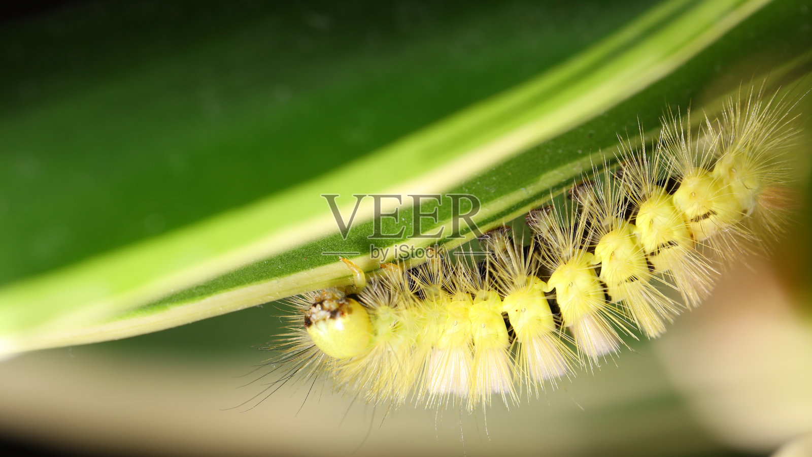 蒲公英或苍白的草丛照片摄影图片