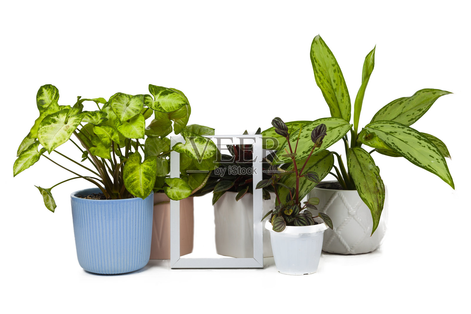 室内花与框隔离照片摄影图片